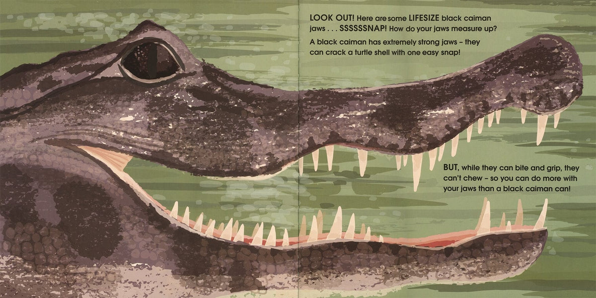 EDC Publishing Lifesize Deadly Animals - Little Miss Muffin Children & Home