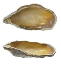 oyster shell dish