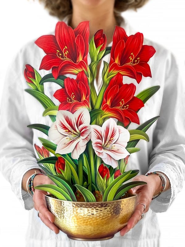 FreshCut Paper FreshCut Scarlet Amaryllis Pop-Up Greeting Card - Little Miss Muffin Children & Home