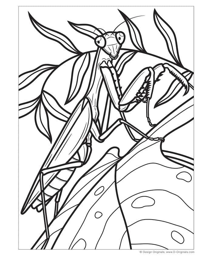 Wellspring Wellspring Super Cool Bugs and Spiders Coloring Book - Little Miss Muffin Children & Home