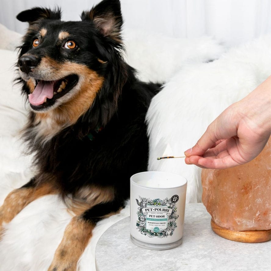 ~Pourri Pet~Pourri Pawsitively Fresh 2-in-1 Pet Candle 7.5oz - Little Miss Muffin Children & Home
