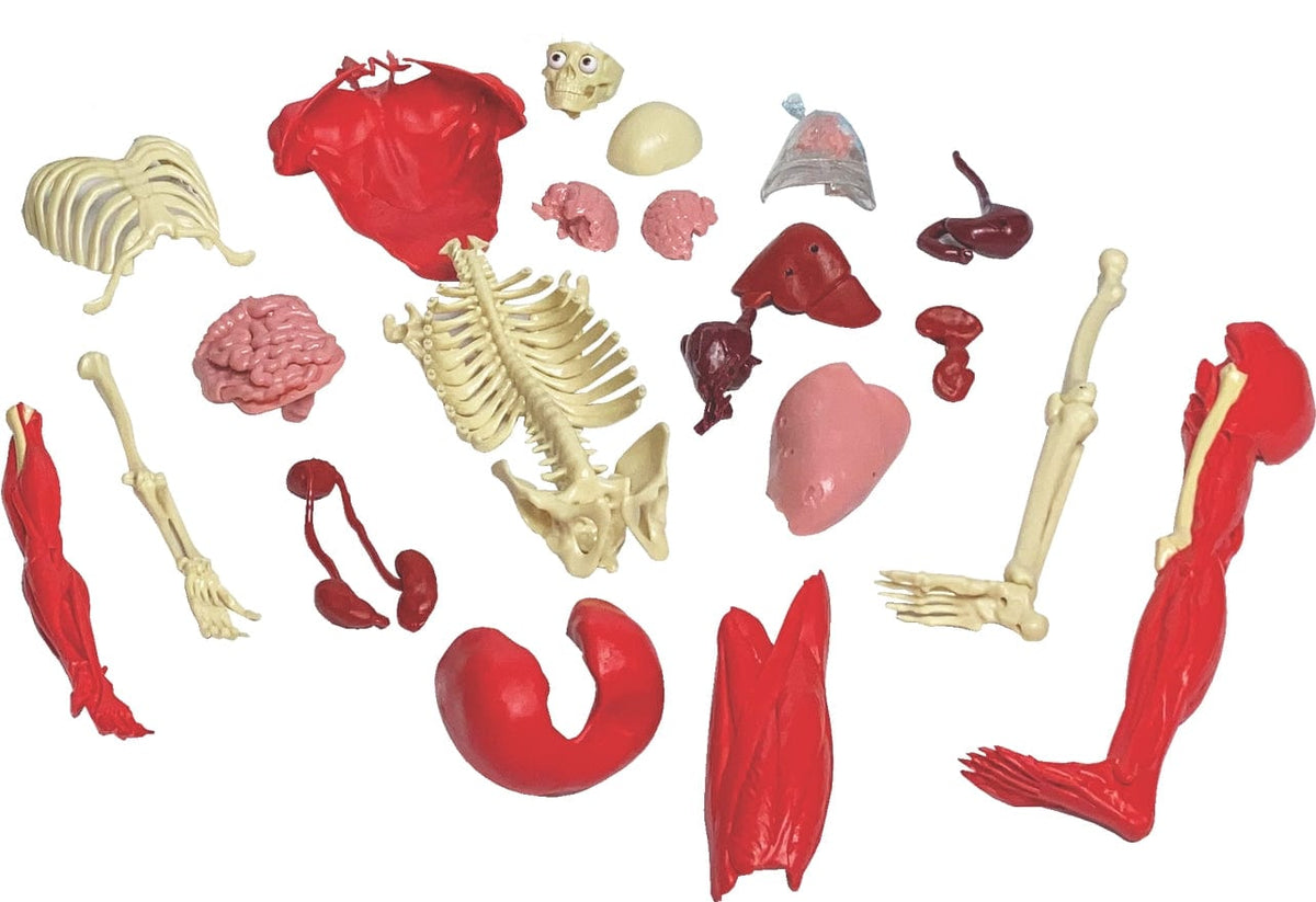EDC Publishing Ultimate Squishy Human Body Lab - Little Miss Muffin Children & Home