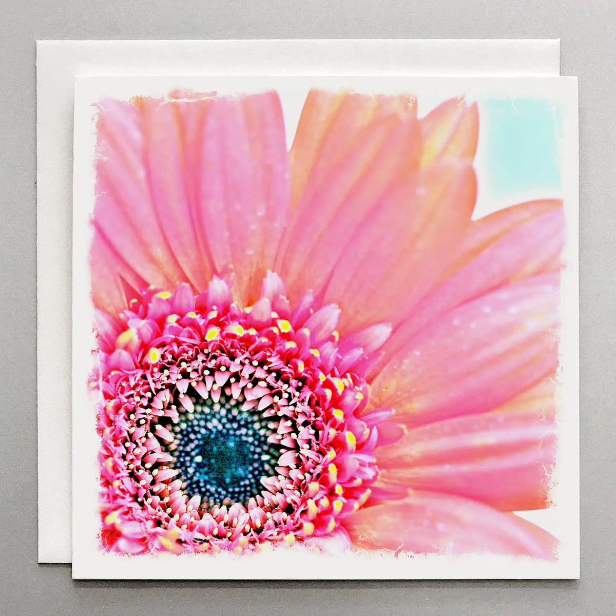 Bright Pink Daisy Card - Floral Card