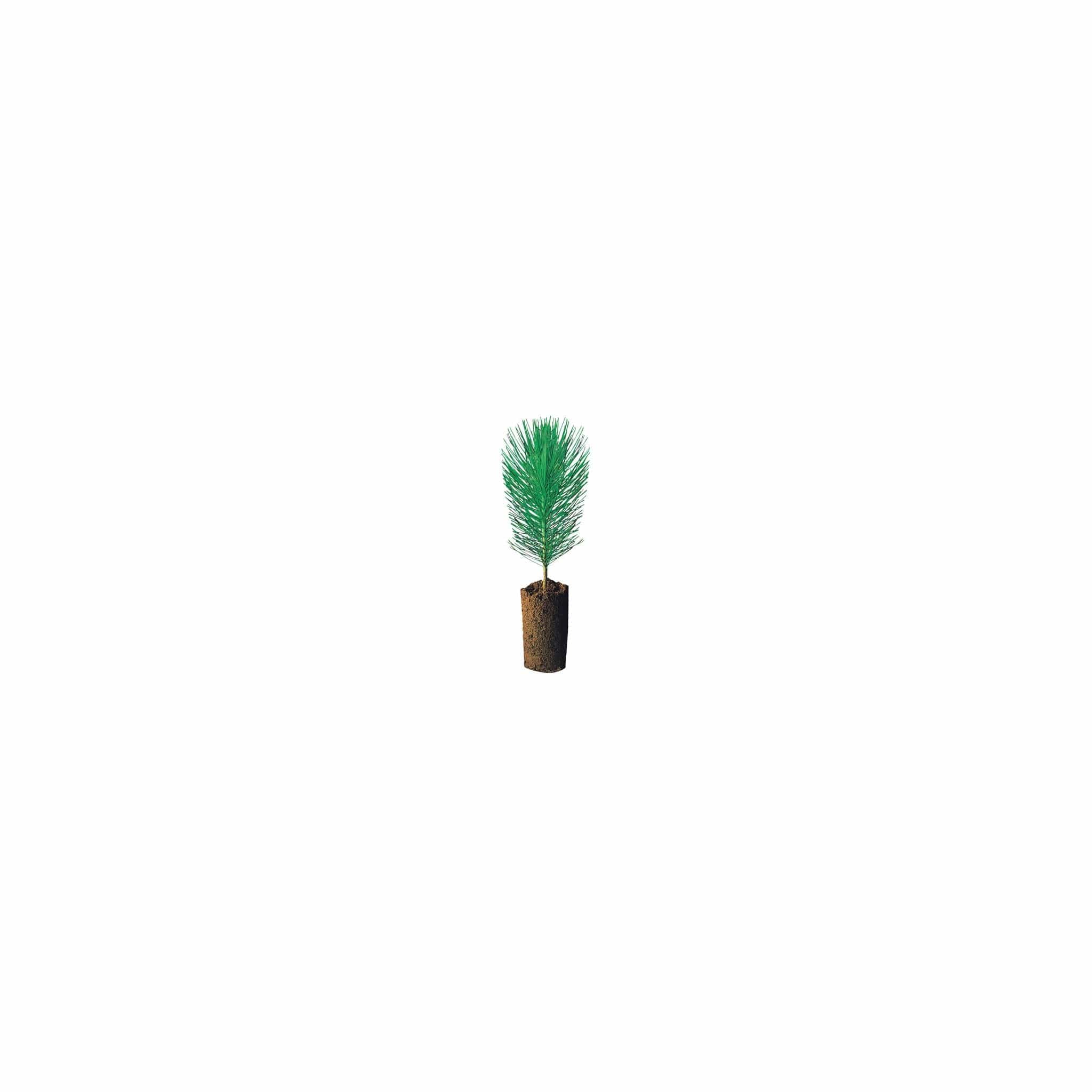 FAB - Faber-Castell Faber Castell 12ct Grip Colored EcoPencils - Little Miss Muffin Children & Home